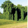 A kudzu plant covering trees